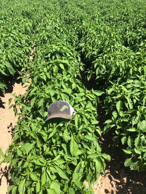 Green Chile Fields, Las Uvas NM