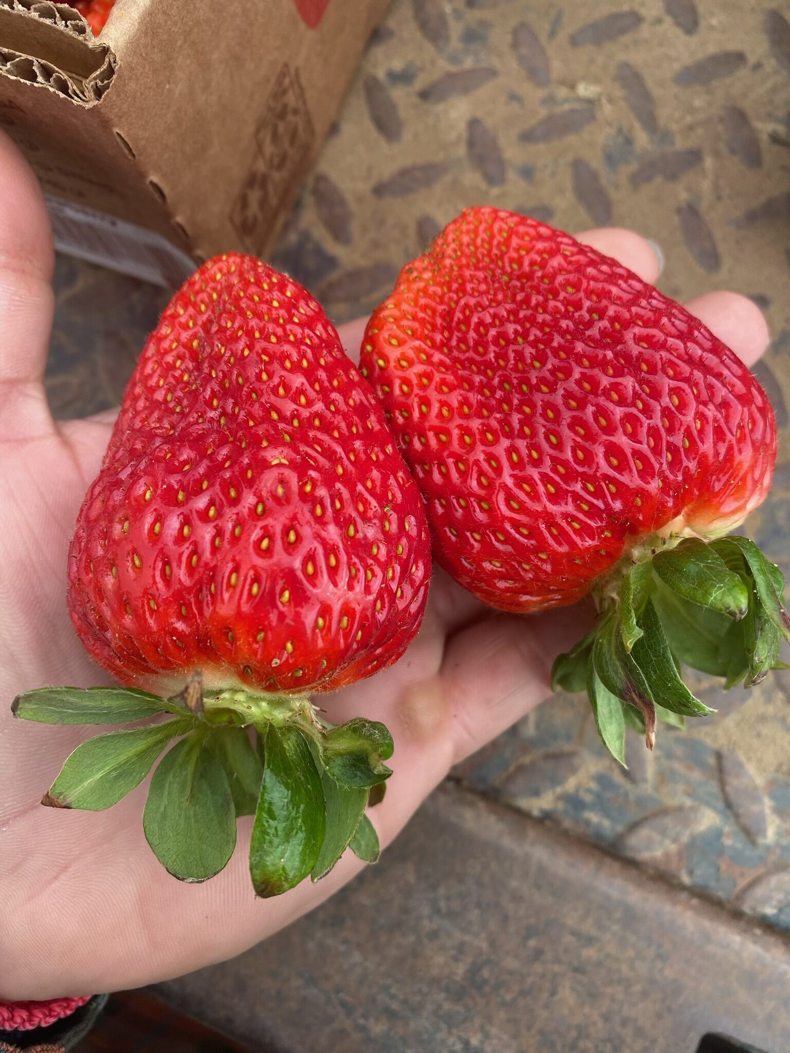 Strawberries grown using KhushFul and OAL CAL, Salinas CA