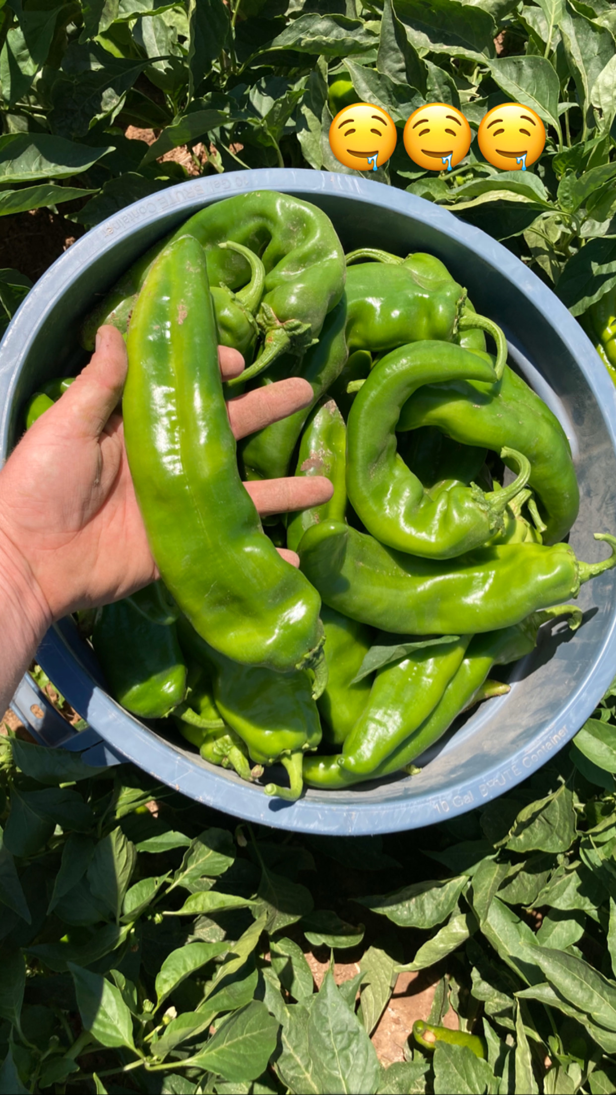Hatch Green Chile grown using Dirt M.D. and KhushFul, Hatch NM