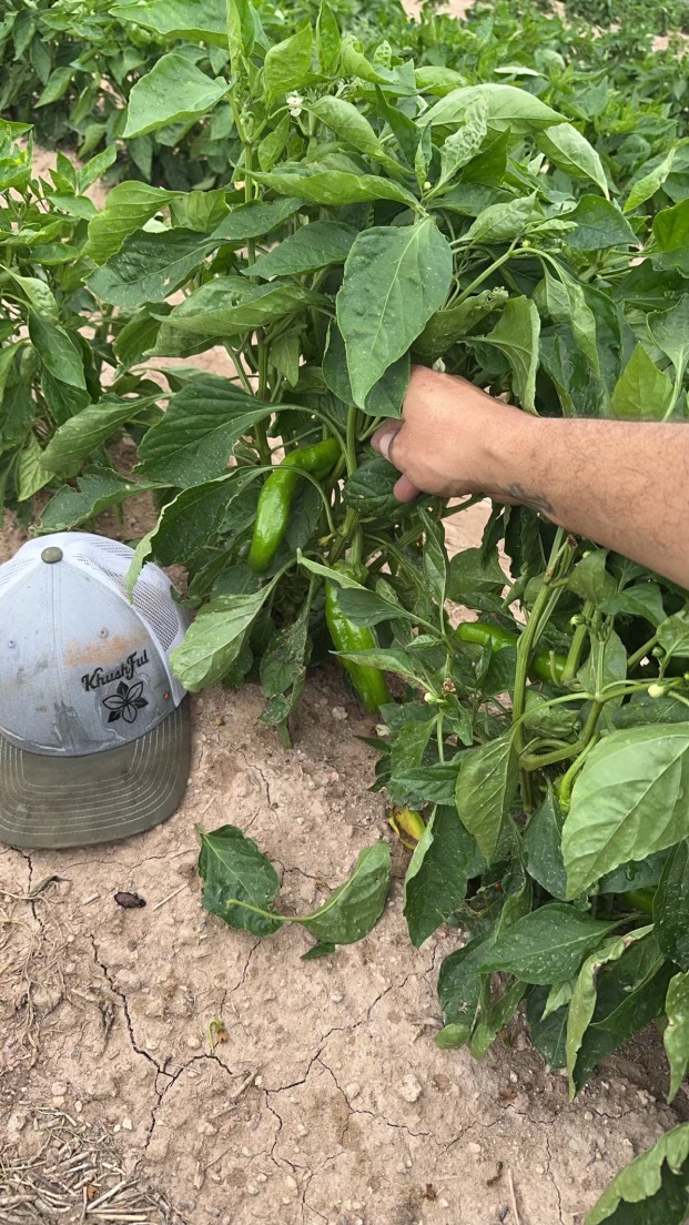 KhushFul helped bring wind-damaged seedlings back, Las Uvas NM
