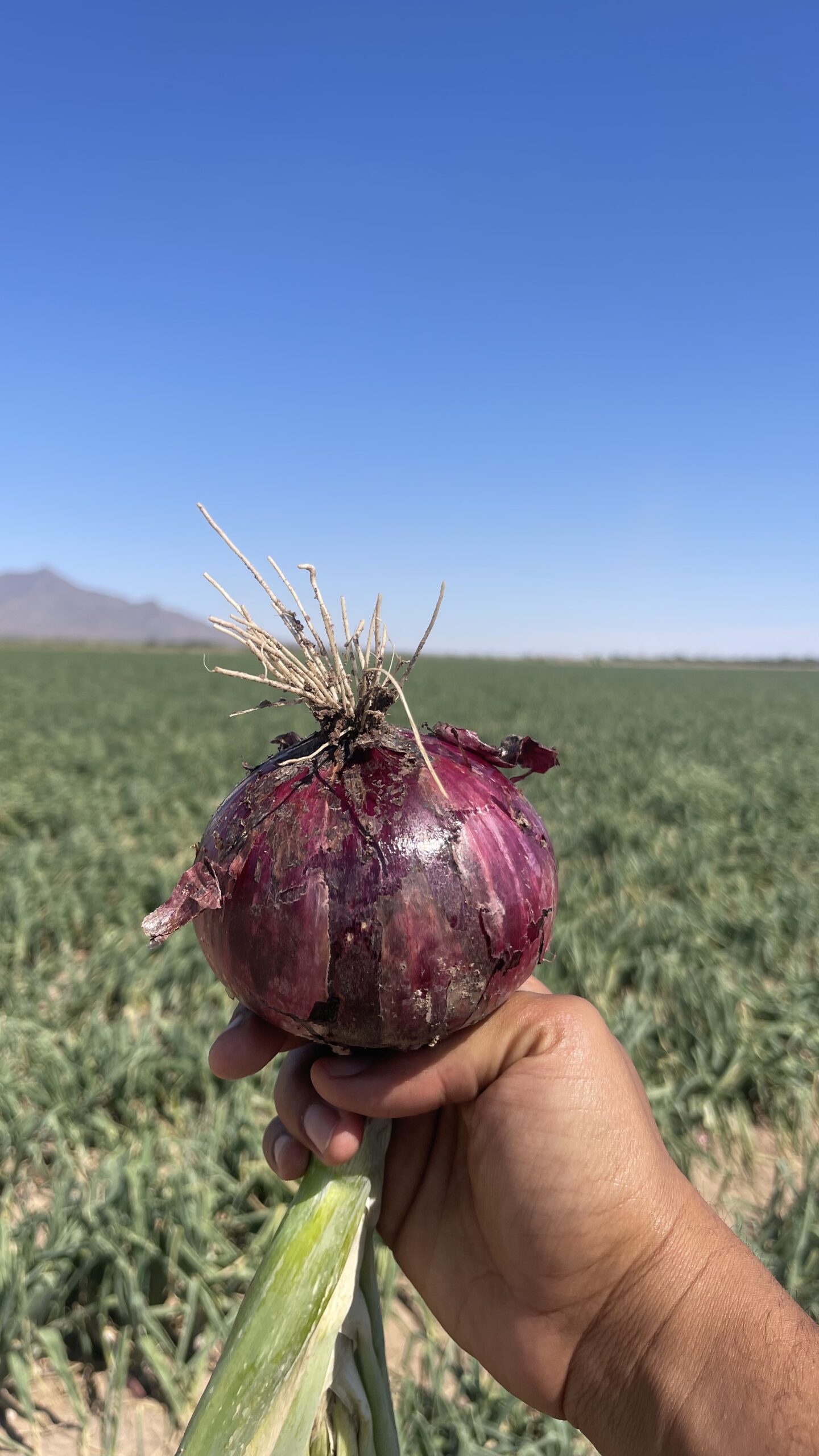 Red Onion grown using Dirt M.D. and KhushFul, Deming NM