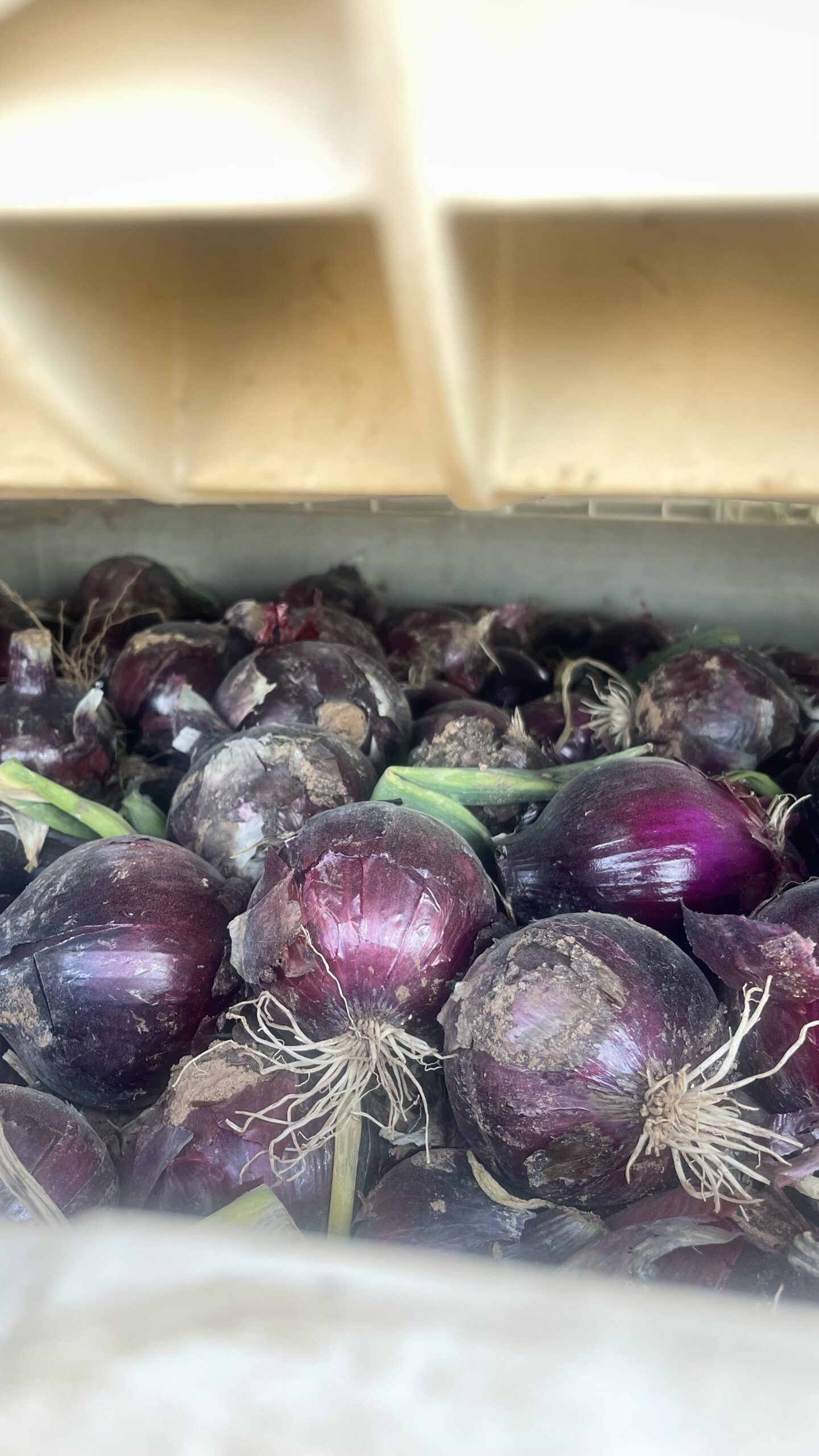 Harvested Red Onions, Deming NM