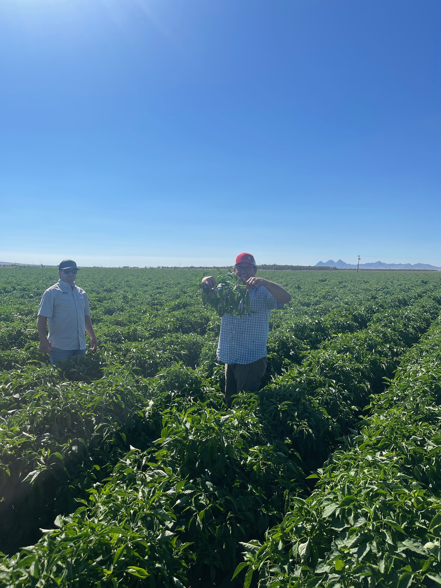 Scott Adams with chile peppers grown using Dirt M.D. and KhushFul, Deming NM