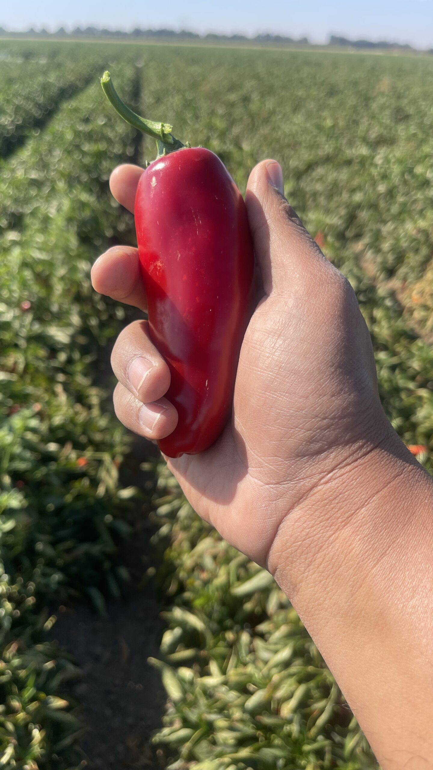 Jalapeño grown with KhushFul, Woodland CA