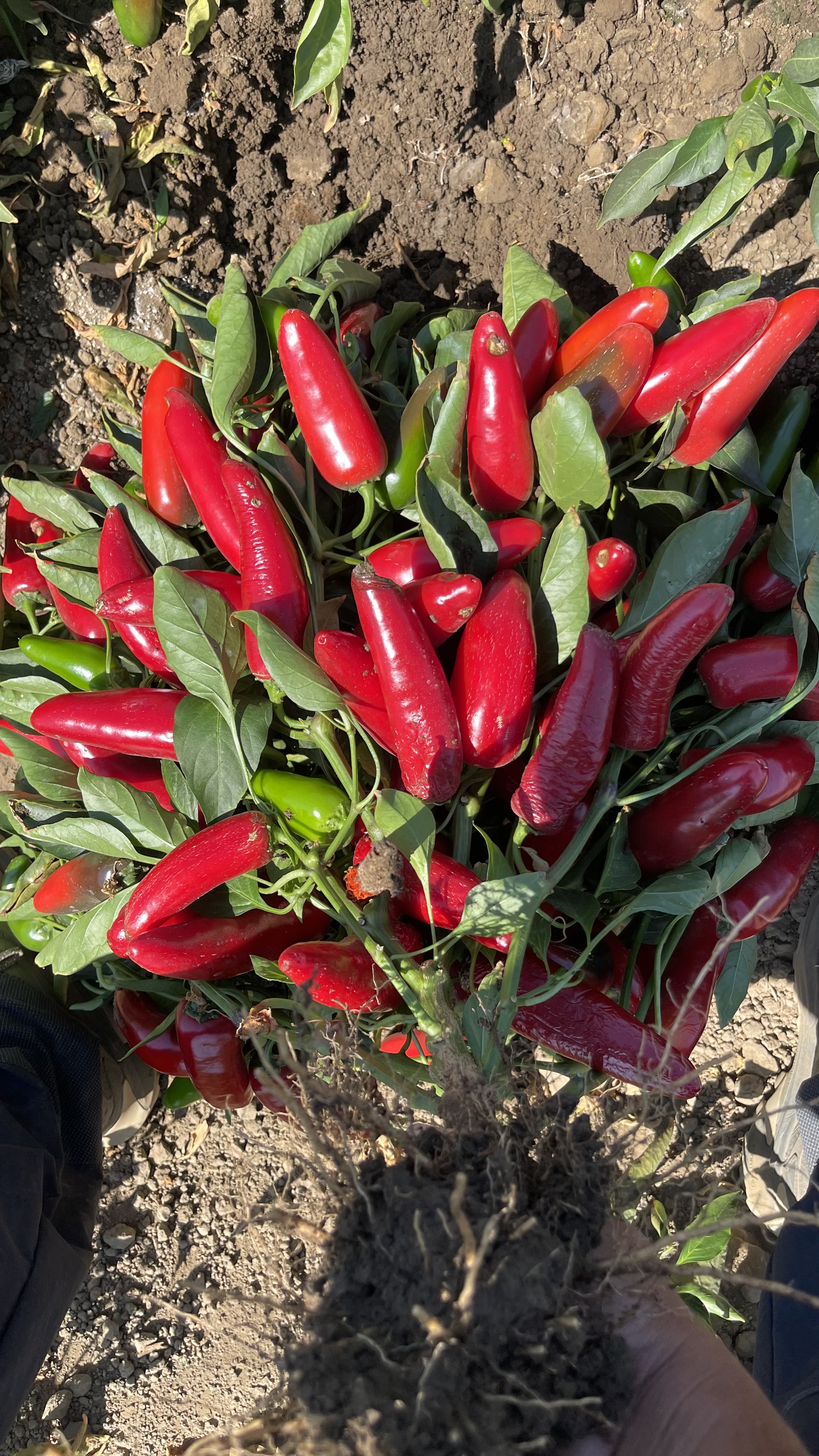 Jalapeño Peppers — KhushFul results, Woodland CA