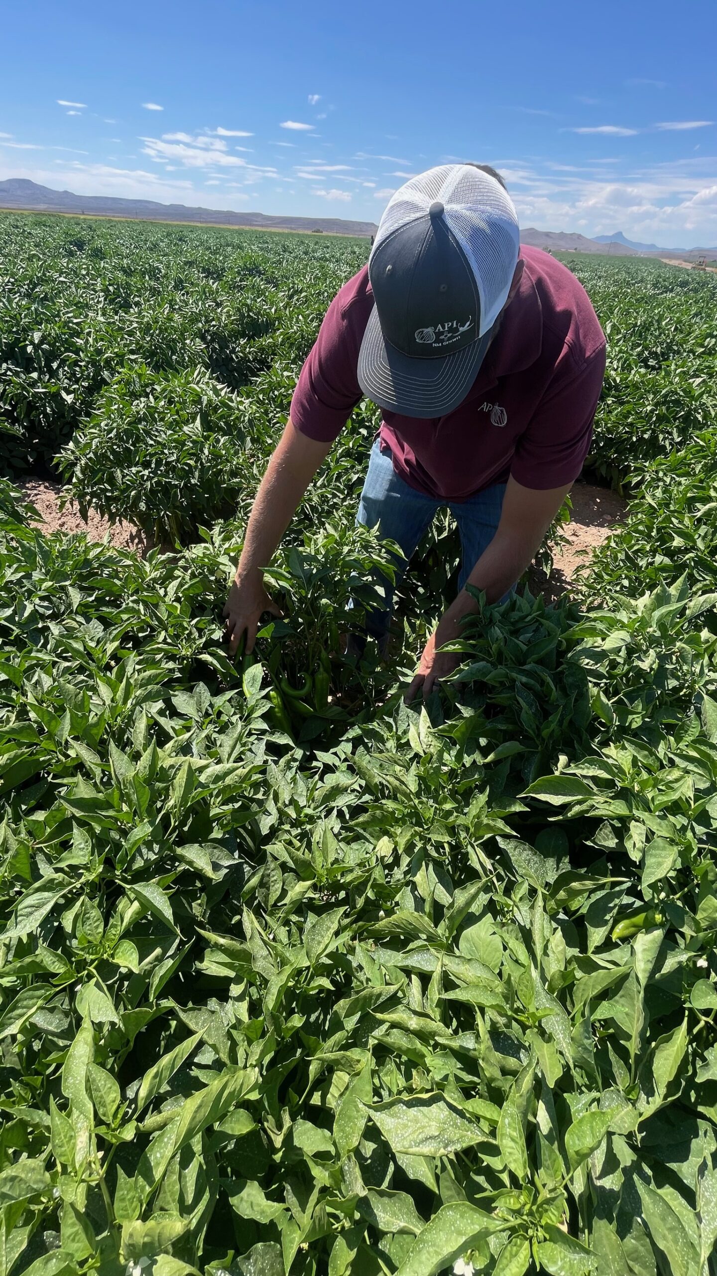 Great Pepper Set, grown using KhushFul and Dirt M.D., Las Uvas NM