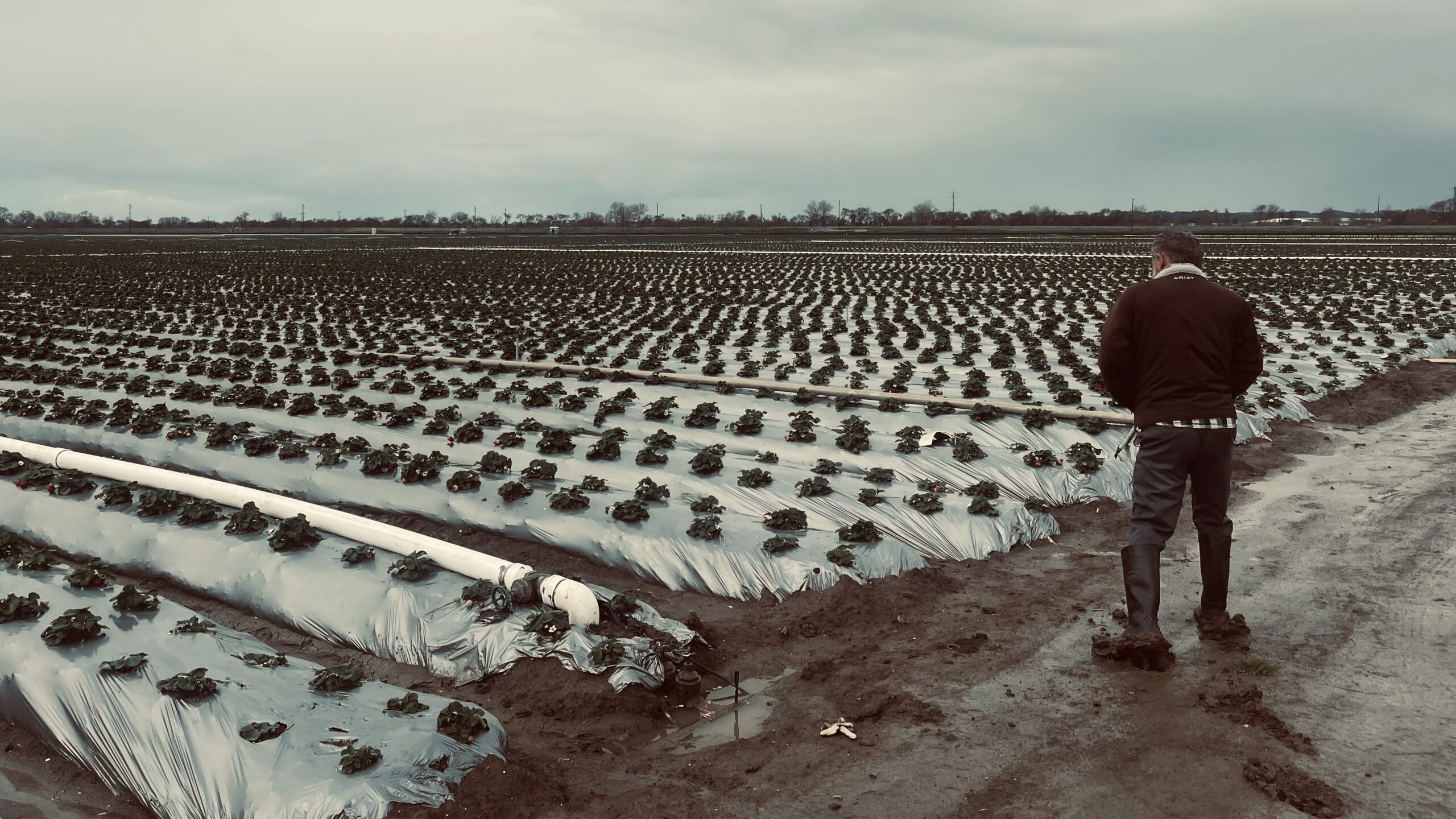 Wet Strawberry field, Pajaro CA